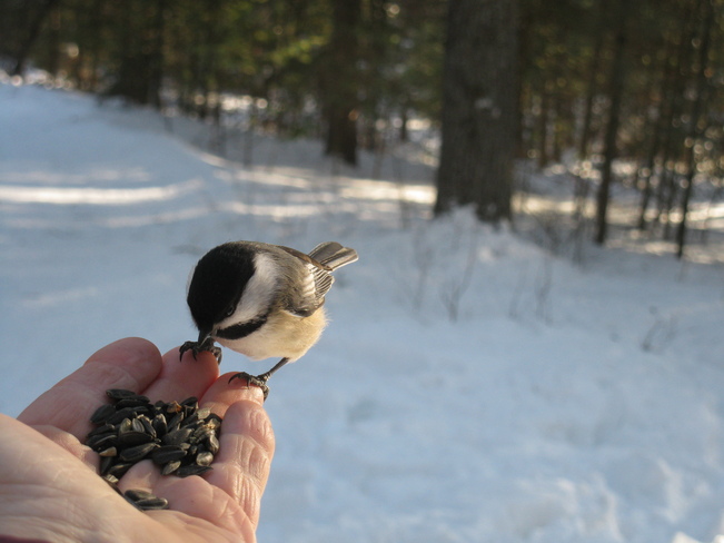 bird in hand Apsley, Ontario Canada