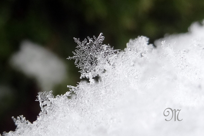 Snow Flake Richmond, British Columbia Canada