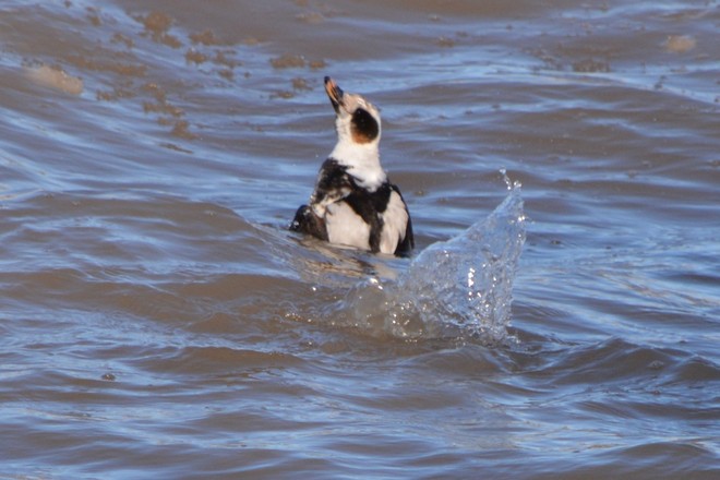 Long Tailed Duck! St. Catharines, Ontario Canada