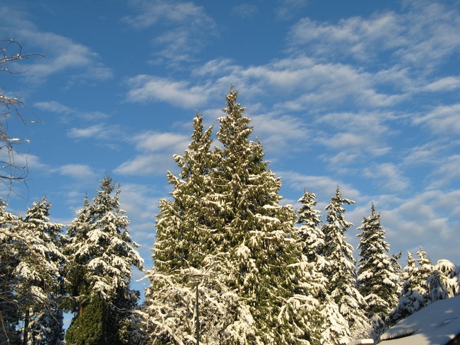 Snow Covered Trees At Sunrise White Rock, British Columbia Canada
