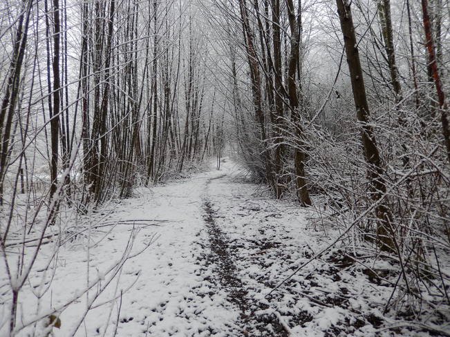 Snowy Trail Surrey, British Columbia Canada
