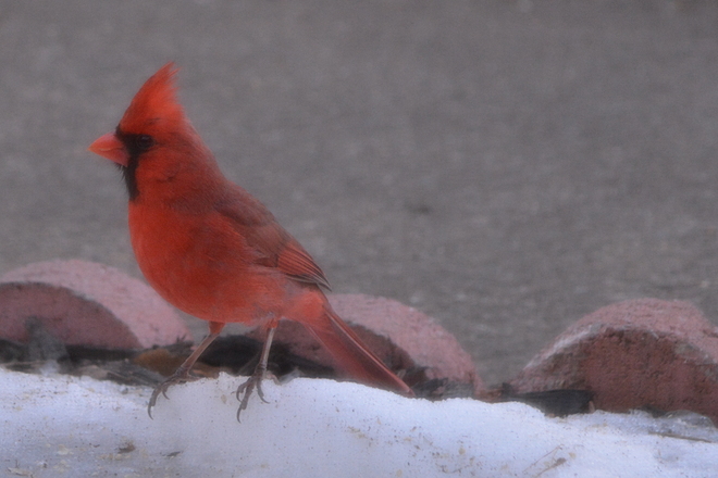 Male Cardinal! St. Catharines, Ontario Canada