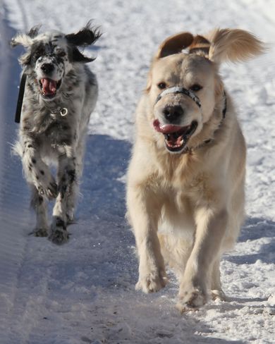 Happy dogs :-) Brighton, Ontario Canada