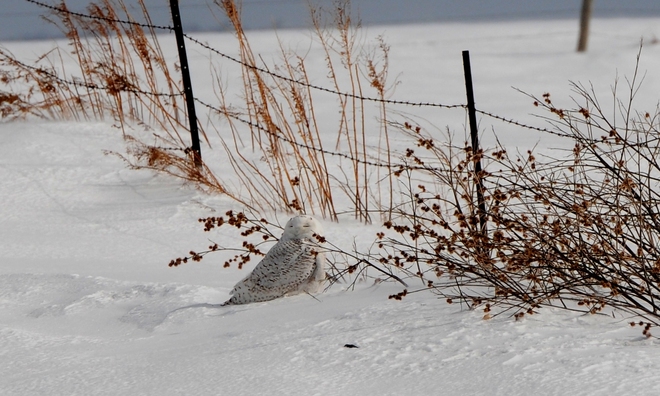 Snowy Owl Linwood, Ontario Canada