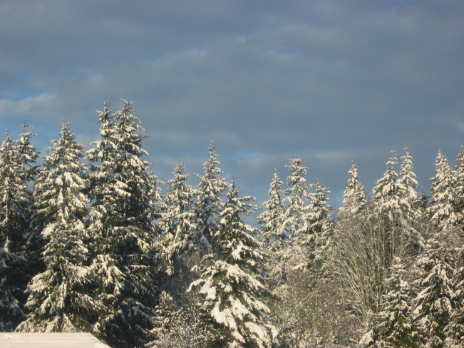 snow-tipped trees Surrey, British Columbia Canada