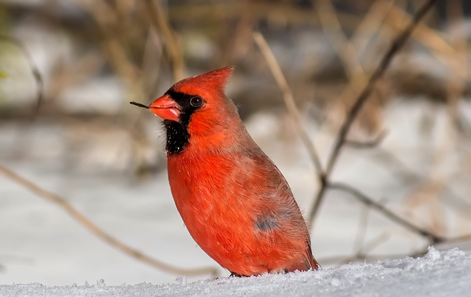 cardinal Québec, Quebec Canada