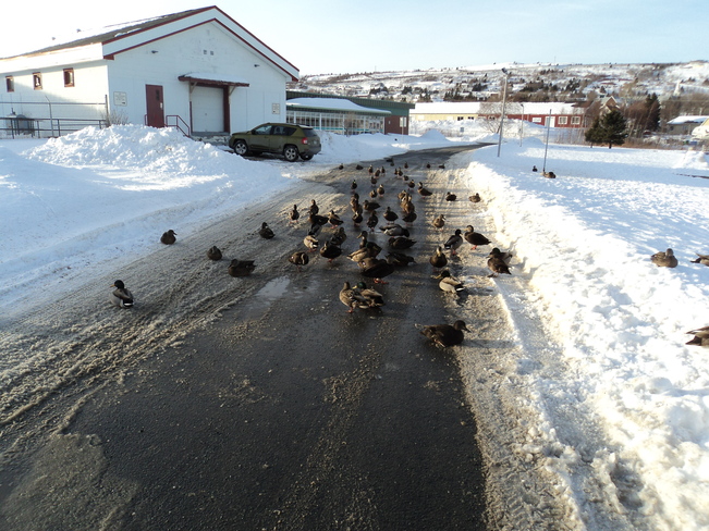 The birds out for a stroll Carbonear, Newfoundland and Labrador Canada
