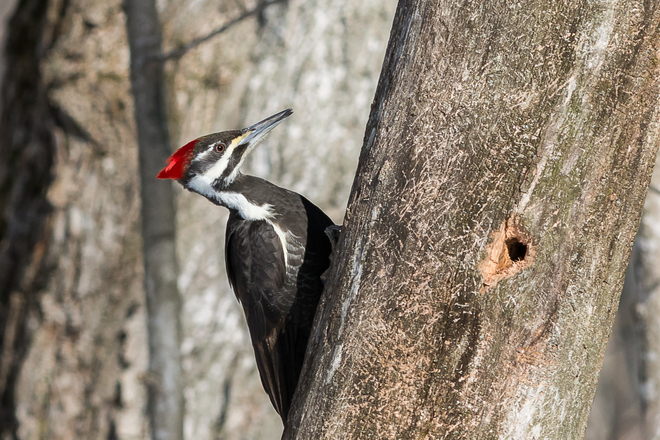 Female Pileated Woodpecker Kingston, Ontario Canada