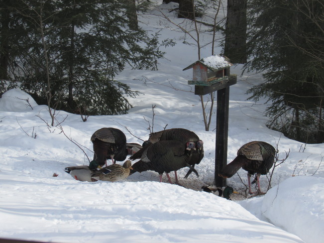 Turkeys and Mallard Ducks West Guilford, Ontario Canada
