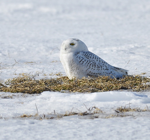 Snowy Owl Sebringville, Ontario Canada