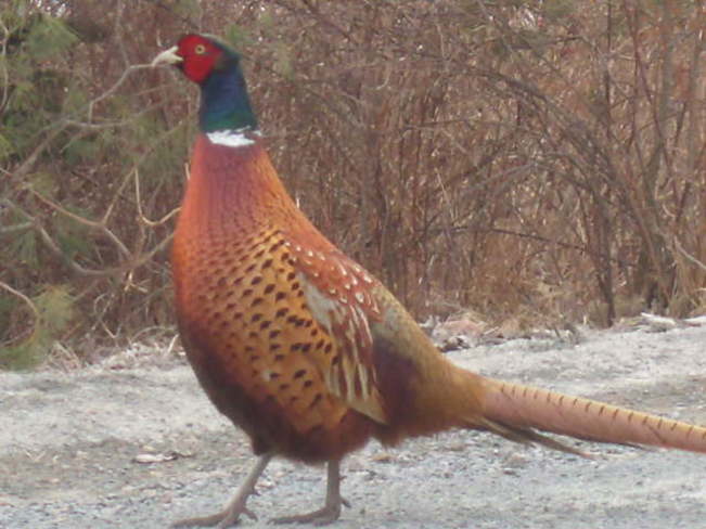 Pheasant 