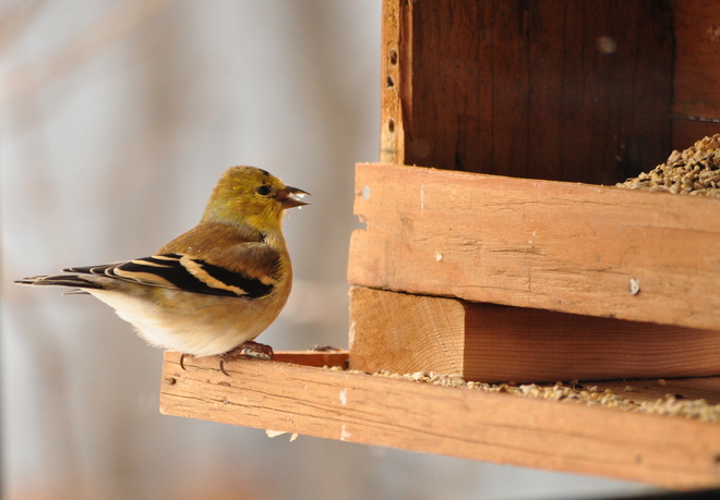 American Goldfinch Saskatoon, Saskatchewan Canada
