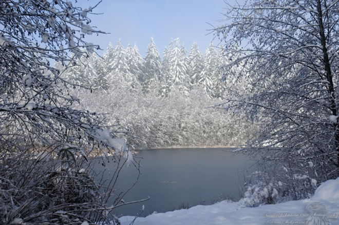 Winter Vista - Peeking Between The Branches Surrey, British Columbia Canada