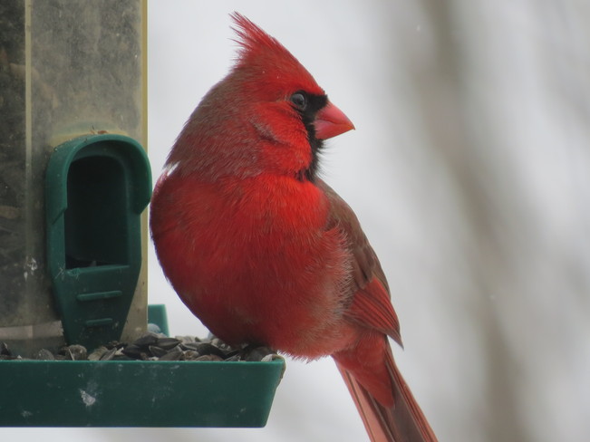 Cardinal. Magog, Quebec Canada