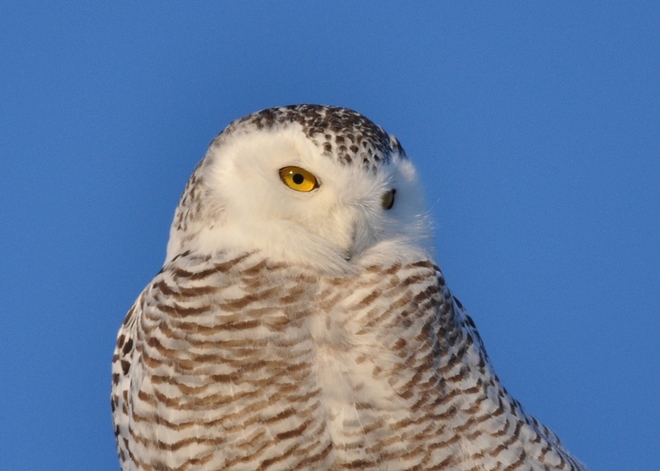 Snowy Owl Exeter, Ontario Canada