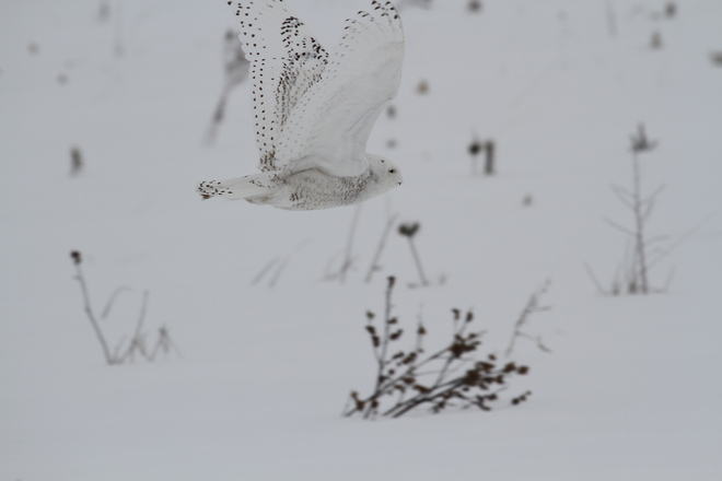 Snowy Owl Dublin, Ontario Canada