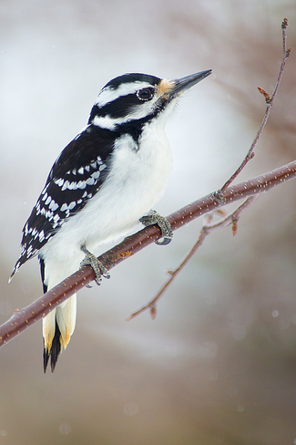 Downy Woodpecker Thornbury, Ontario Canada