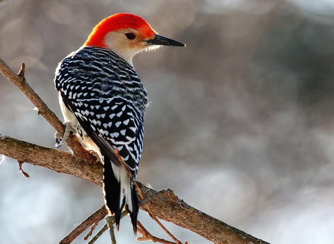 Red-Bellied Woodpecker Whitby, Ontario Canada