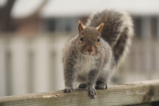 Hungry Squirrel Brampton, Ontario Canada