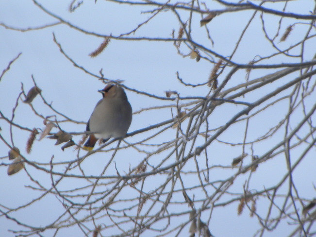 bird in a tree Debden, Saskatchewan Canada