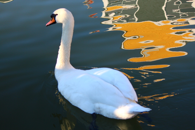 Swan & Reflections Richmond, British Columbia Canada