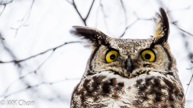 Great-horned Owl Toronto, Ontario Canada