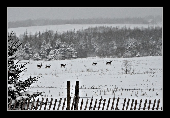 Deers Amherst, Nova Scotia Canada