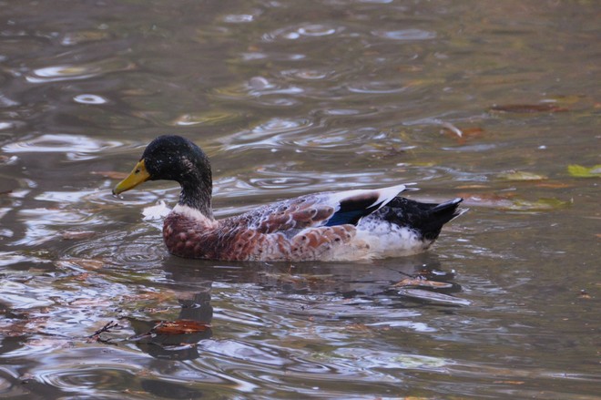 Mallard duck Smiths Falls, Ontario Canada