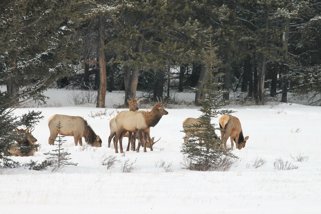 Elk In Winter Banff, Alberta Canada