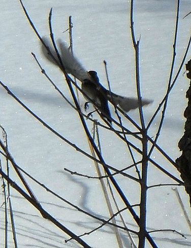 Downy Woodpecker Long Sault, Ontario Canada
