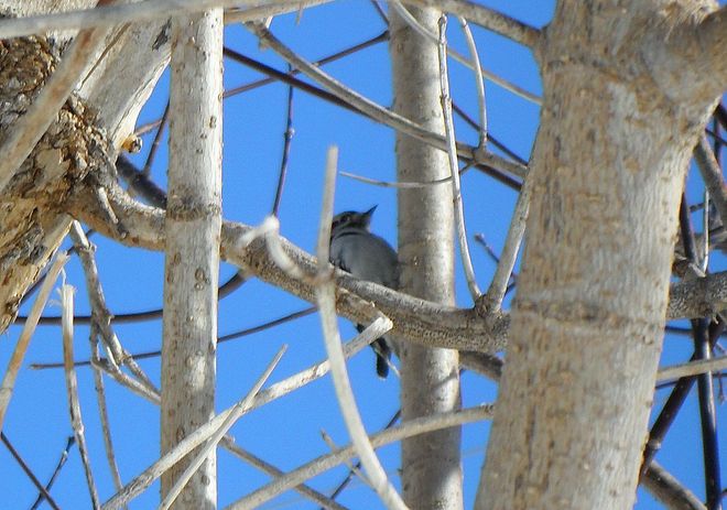 Downy Woodpecker Long Sault, Ontario Canada