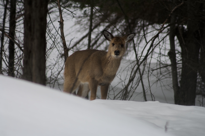 Deer Westport, Ontario Canada