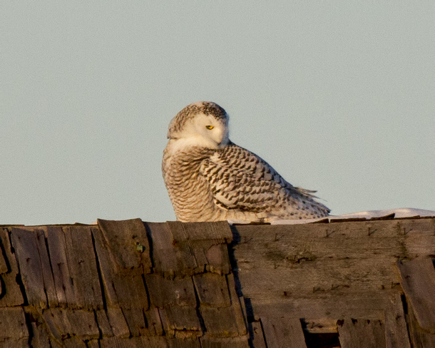 Snowy Owl on barn roof Shelburne, Ontario Canada