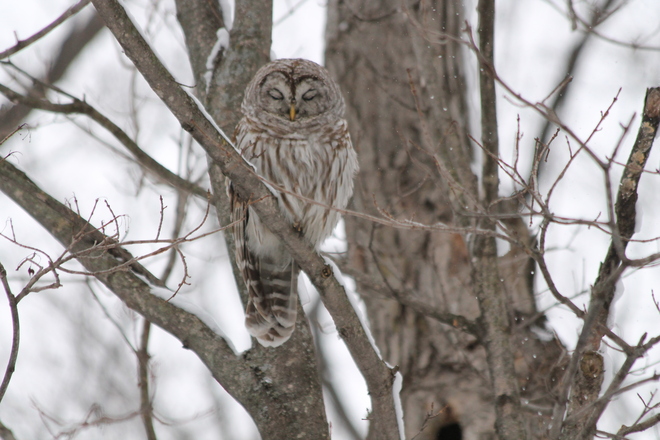 Sleepy Barred Owl Kingston, Ontario Canada