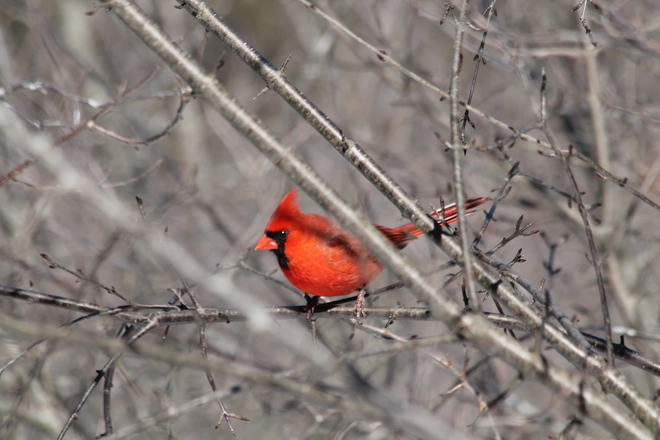 Male Cardinal 