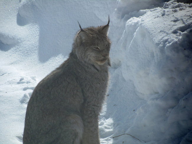 Lynx Upsala, Ontario Canada