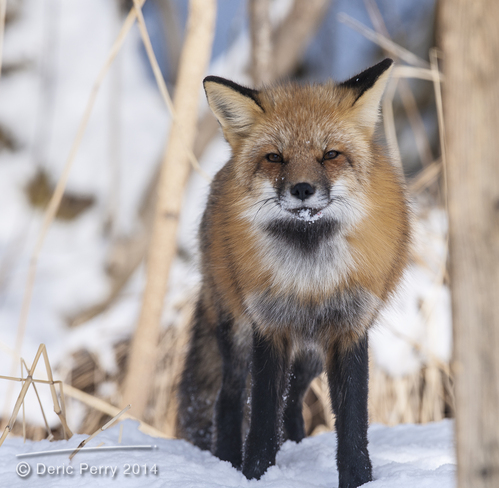 Red Fox in Presqu'ile Provincial Park Brighton, Ontario Canada