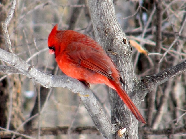 Cardinal (M) Gatineau, Quebec Canada