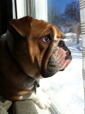 Oli the bulldog wishing for warmer weather so he can go play outside! Winnipeg, Manitoba Canada