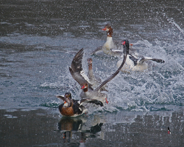 Red-breasted Mergansers Plus Port Colborne, Ontario Canada