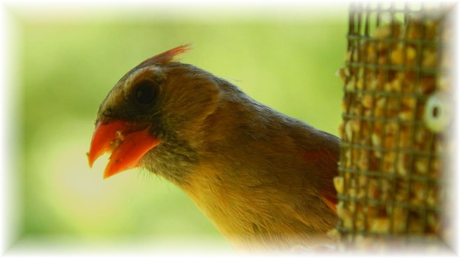 Our Cardinal's wife :) Mount Forest, Ontario Canada