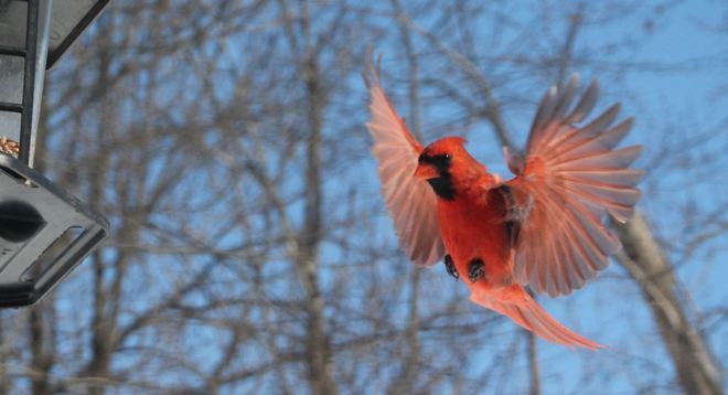 Cardinal Takeoff' Aylmer, Ontario Canada