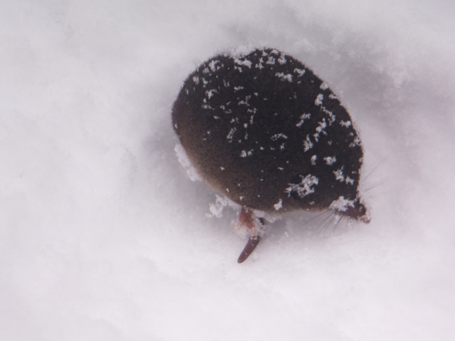 Freezing Mouse Revelstoke, British Columbia Canada