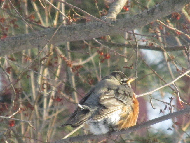 Robins at the Sackville Waterfowl park 