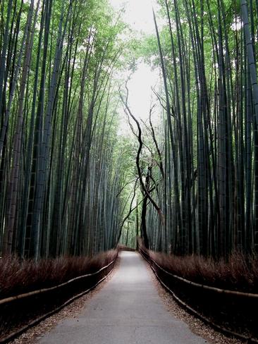 A magical bamboo forest Kyoto, Kyoto Japan