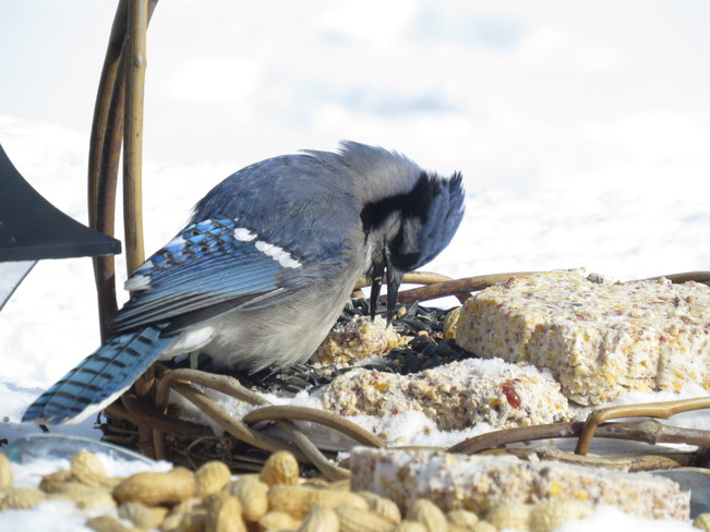 hungry bluejay 