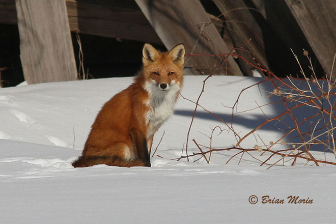Foxy Lady - Looking Mighty FIne Ingleside, Ontario Canada