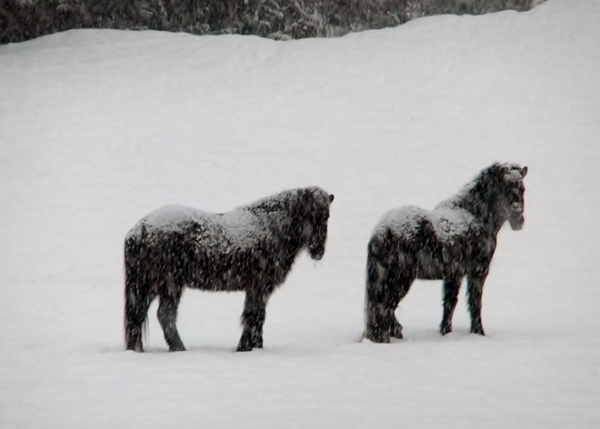 horses in snow Fauquier, British Columbia Canada