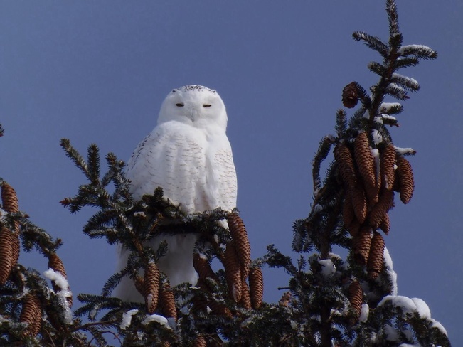 male snowy owl Mitchell, Ontario Canada