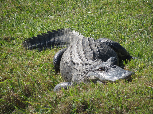 Alligator on the lawn North Port, Florida United States